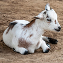 snowball-is-the-goat avatar