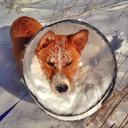 snowconeofshame avatar