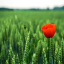 snowconesonsunday avatar