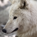 snowdinsentinel avatar