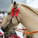 snowdustbreeze avatar