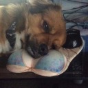 snowflake-bunny avatar