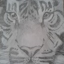 snowflakeswan avatar