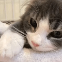 snowing-t-blog avatar