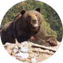 snowleopardmountainlion avatar