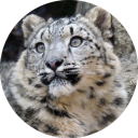 snowleopardyippee avatar