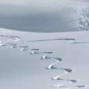 snowstargazer avatar