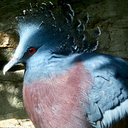 snowwhitedrifted avatar