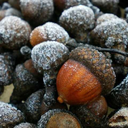 snowypineboughs avatar