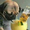 snug-as-a-pug-in-a-drug avatar