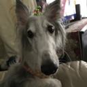 snuggle-snoots avatar