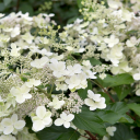 snugglesnacks avatar