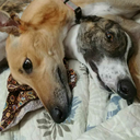 snugglesnoots avatar