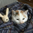 so-eepy-kitty avatar