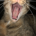 so-many-fandoms-95 avatar