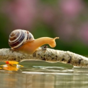 soap-snail avatar