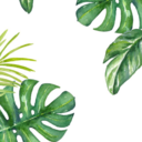 soar-above-the-crowd avatar