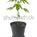 social-justice-plantkin avatar