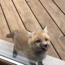 social-runaway avatar