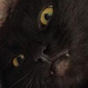 socialist--vampires avatar