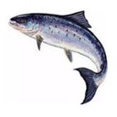 socialist-salmon avatar