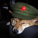 socialistshibe avatar