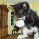 socialjusticekitten-blog avatar