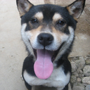 socialjusticeshallot avatar