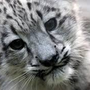 sociallyinepttiger avatar