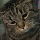 soconfuzzledd avatar