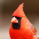 socratic-hedonist avatar