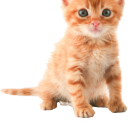 sofia-arabella avatar