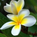 sofia-desdinova avatar