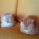 soft-mars-h-mello-o avatar