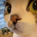 soft-nommy-pred avatar