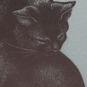 soft-paws-kitten-claws avatar