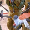 soft-pigeon avatar
