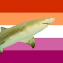 soft-shark-butch avatar