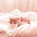 soft-sprinkles avatar