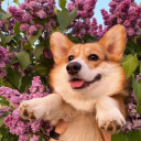 softasshadows avatar