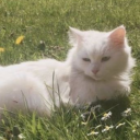 softcatgardens avatar