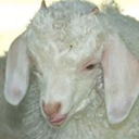 softerlamb avatar