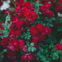 softersands-blog avatar