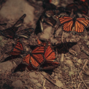 softest-rabbit avatar