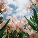 softgirl-hours avatar