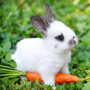 softlittlebun avatar