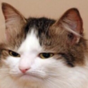 softmisanthropy avatar