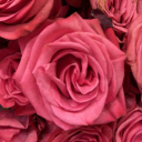 softpinkpigeon avatar