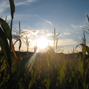 softrevolutions avatar