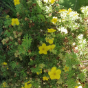 softscribblesss avatar